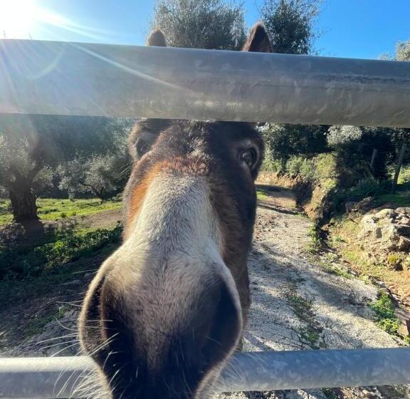 بنسيون L Alivetu, Chambres D Hôtes