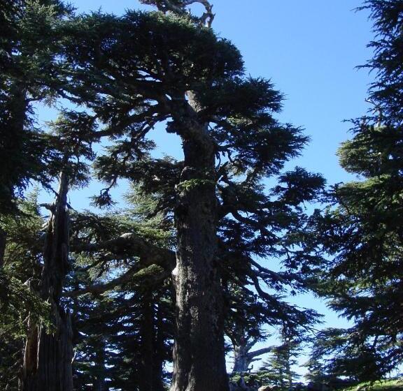 فندق صغير Caiat Lounge Refuge