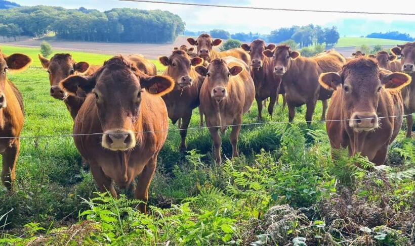 住宿加早餐  Bon Chez Nous