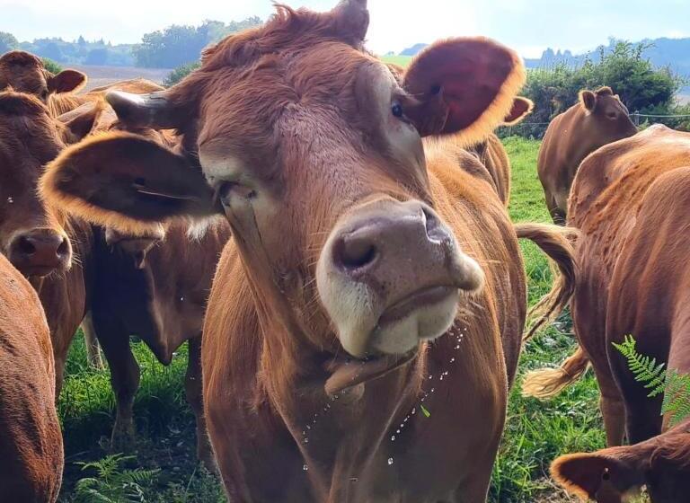 住宿加早餐  Bon Chez Nous