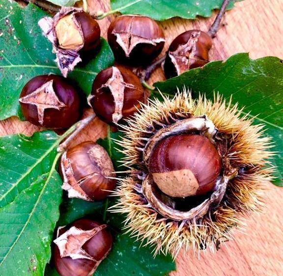 住宿加早餐  Bon Chez Nous