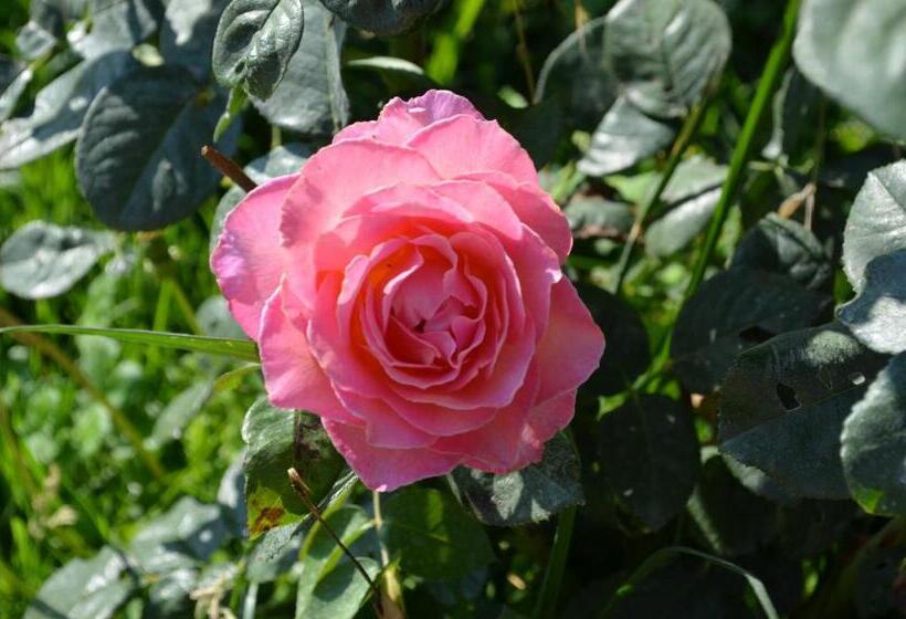 צימר Cà Da Nonna