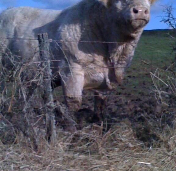 Bed and Breakfast Chambres D  Hotes La Lison