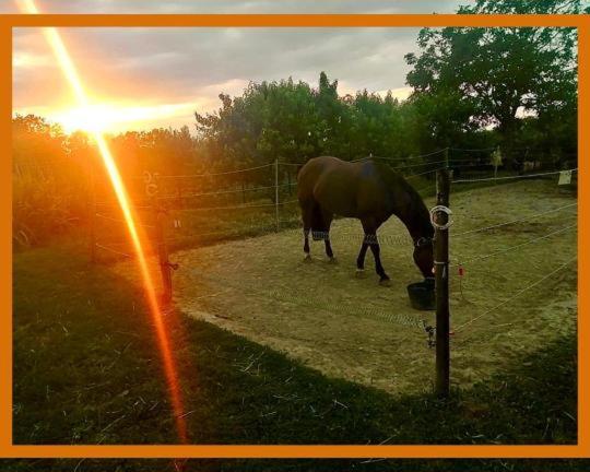 مبيت وإفطار Felix House