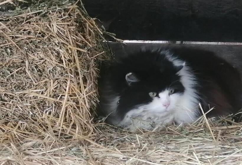 مبيت وإفطار Felix House