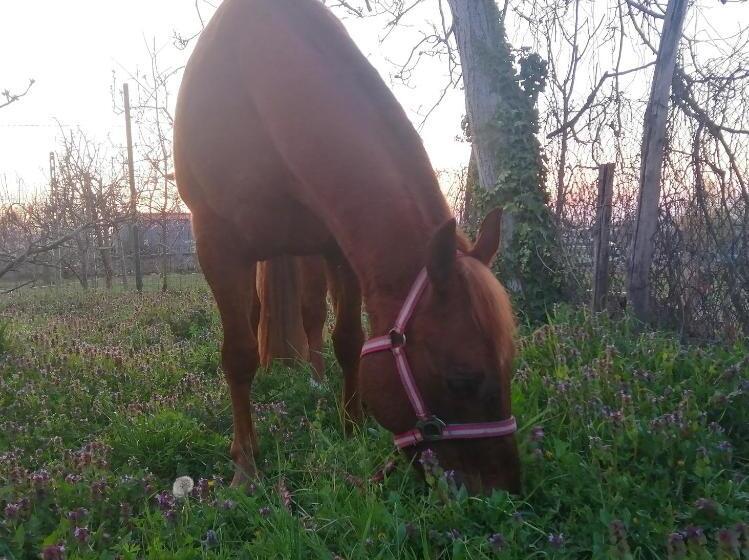 مبيت وإفطار Felix House