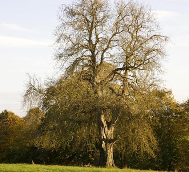 مبيت وإفطار Grange Manor