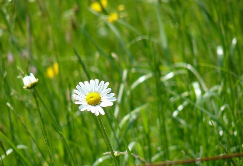 צימר Huis Van Rooi