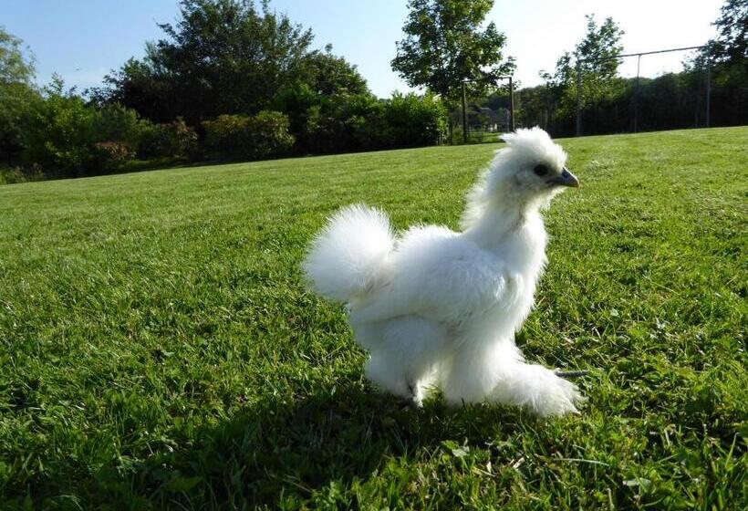 ベッドアンドブレックファースト Logeren Bij De Ruimte