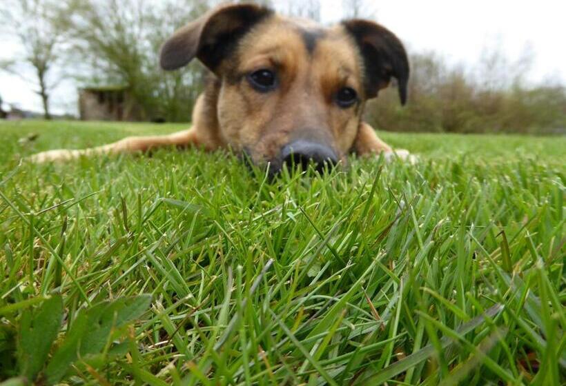 ベッドアンドブレックファースト Logeren Bij De Ruimte