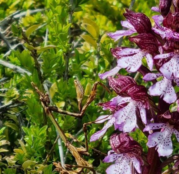 مبيت وإفطار Mas Tulipe De Soie