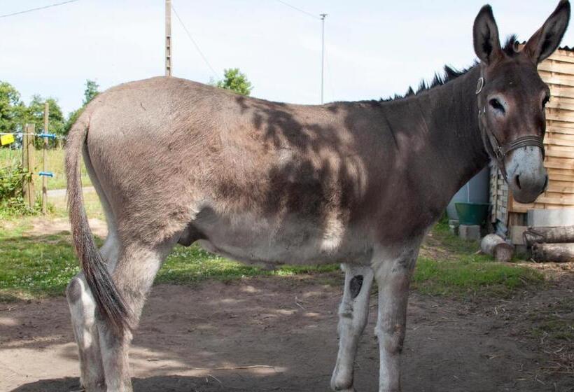 צימר Ty Daou Gwez