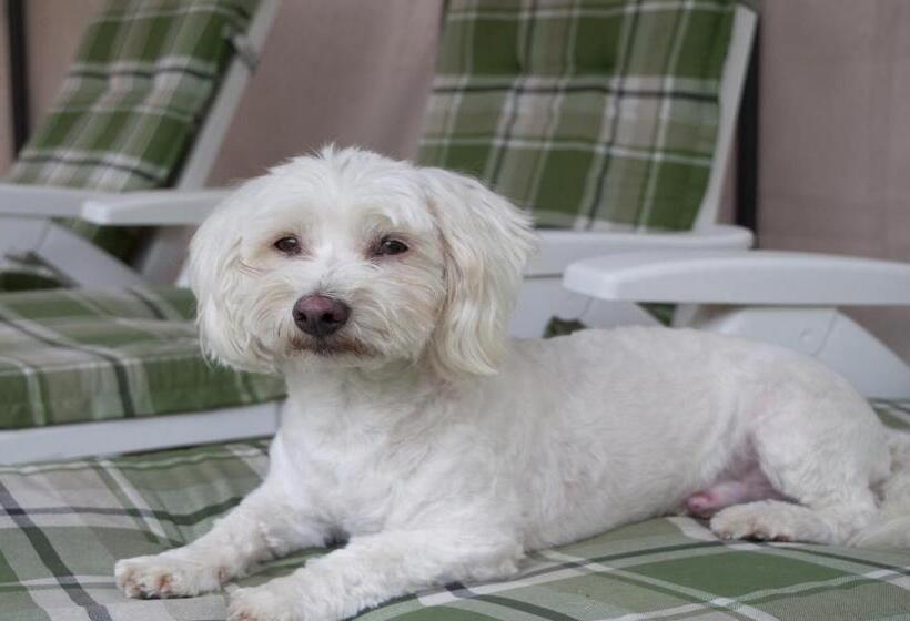 צימר Ty Daou Gwez