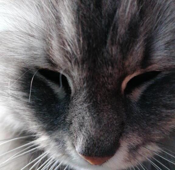 مبيت وإفطار Vosges Chambres D Hotes