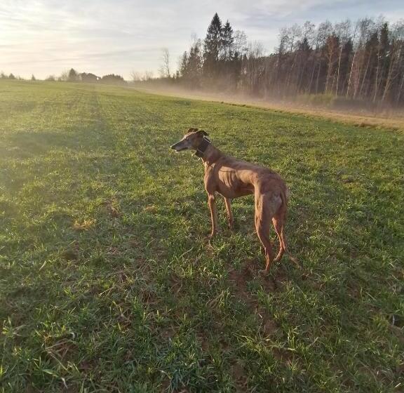 مبيت وإفطار Vosges Chambres D Hotes