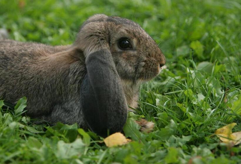 Bed & Breakfast Björkhyddan