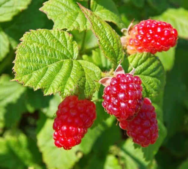 Отель A L étoile D Or