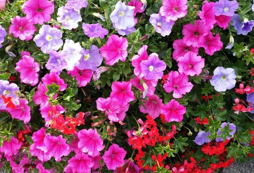 Отель A L étoile D Or