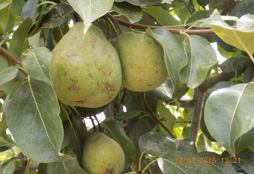 هتل Casarao Dos Reis