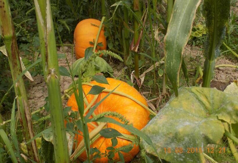 هتل Casarao Dos Reis