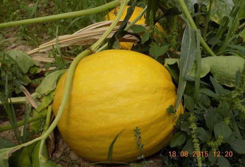 هتل Casarao Dos Reis