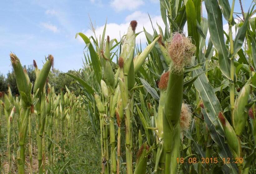 هتل Casarao Dos Reis