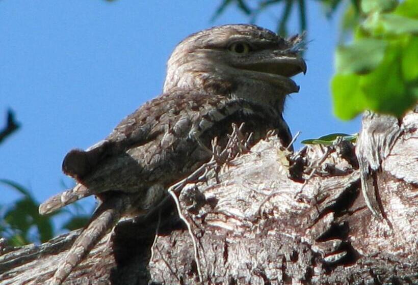 酒店 Corroboree Park Tavern