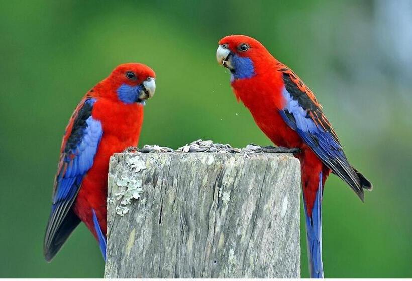 בית מלון כפרי Emu Lodge Country Retreat