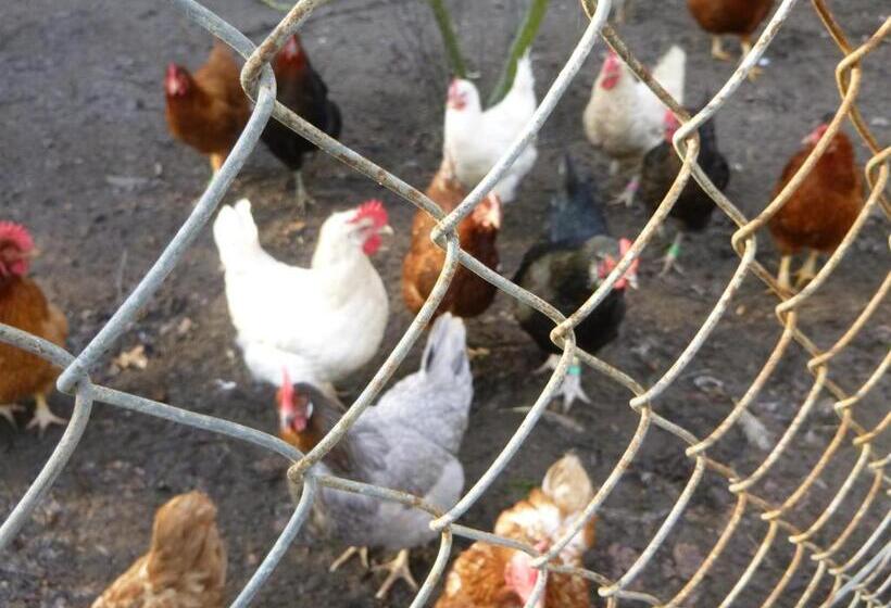 בית מלון כפרי Maja