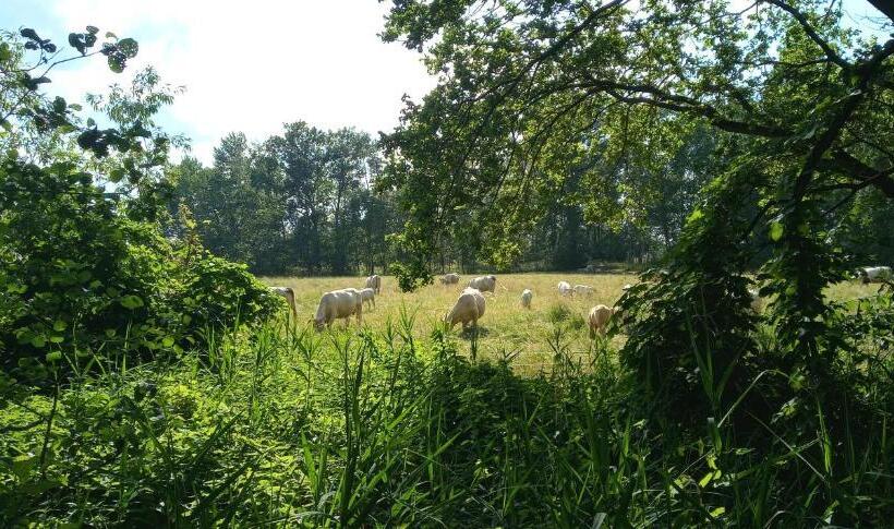 בית מלון כפרי Maja