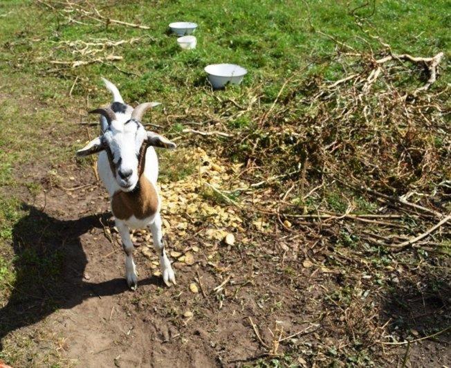 酒店 Scheunenherberge