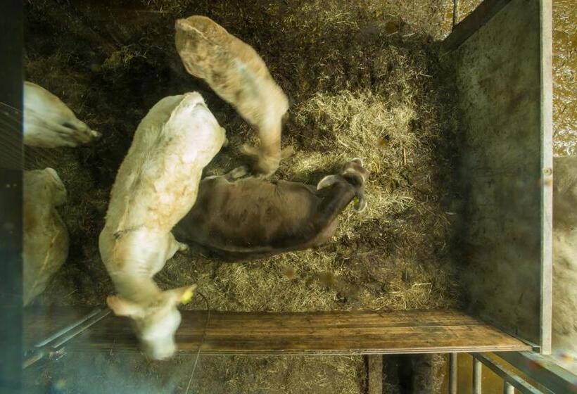 ホテル Steigmatt Bauernhof Erlebnis