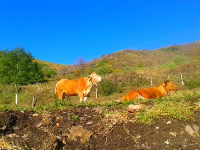 פנסיון Las Casitas De Requeixo