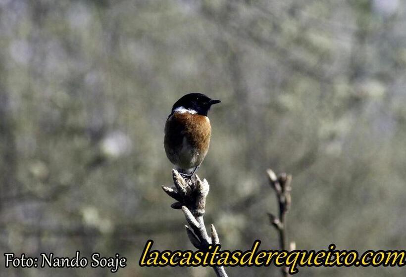 פנסיון Las Casitas De Requeixo