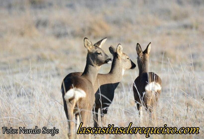 פנסיון Las Casitas De Requeixo