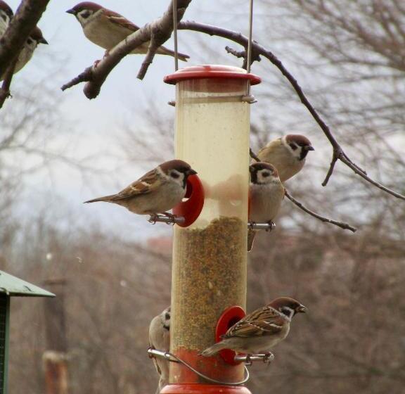 פנסיון Lavender Lodge