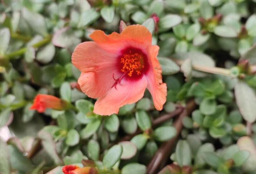 פנסיון Le Mas De Ribard