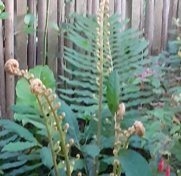 פנסיון Ville Agape