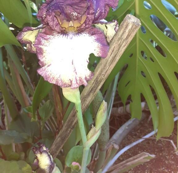 פנסיון Ville Agape