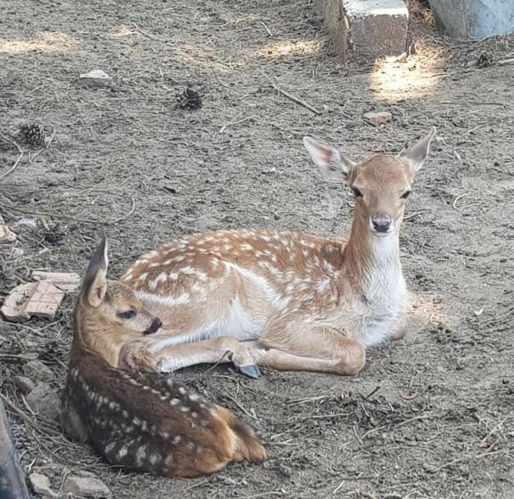 פנסיון Wine Boutique Complex ,,hrisimov