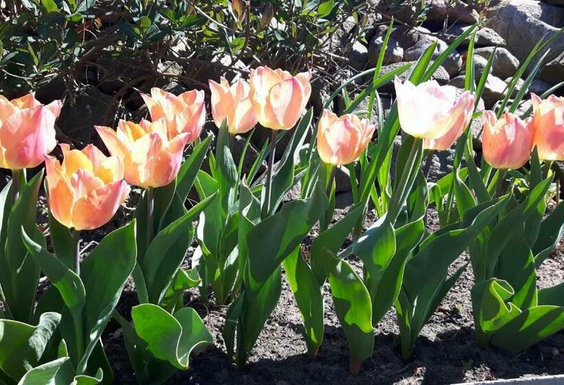 Pension Am Dorfanger