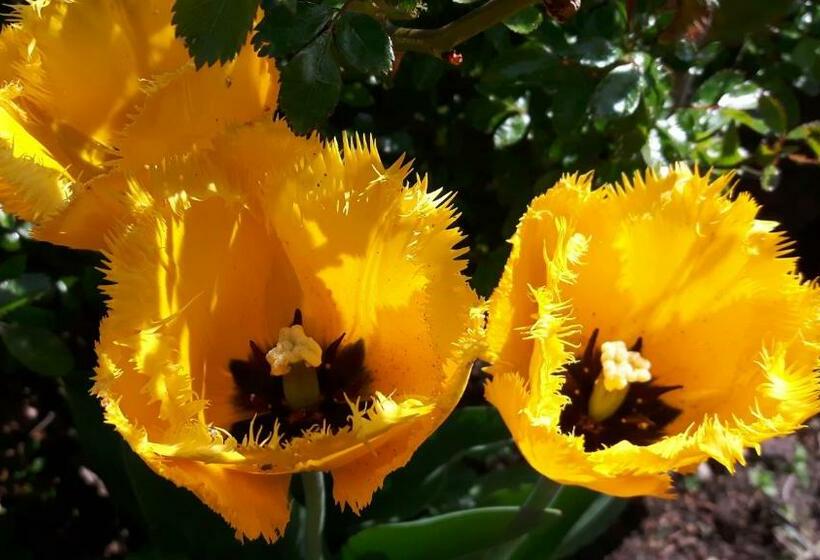 Pension Am Dorfanger