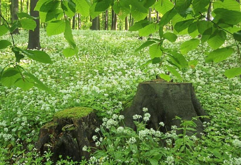 Общежитие Hainich Zeit