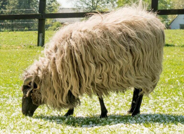 فندق صغير Landgasthof Kasch   Hotel Und Restaurant