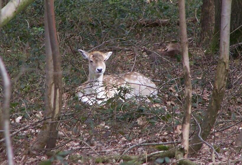 B & B Victors Hof, Met Zwemvijver In Landelijke Setting