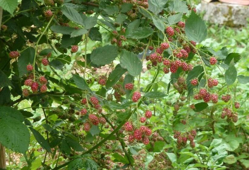 Bed and Breakfast Au Son Du Jardin Poitevin