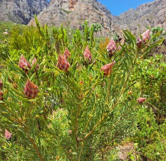 مبيت وإفطار Banhoek Corner Guesthouse