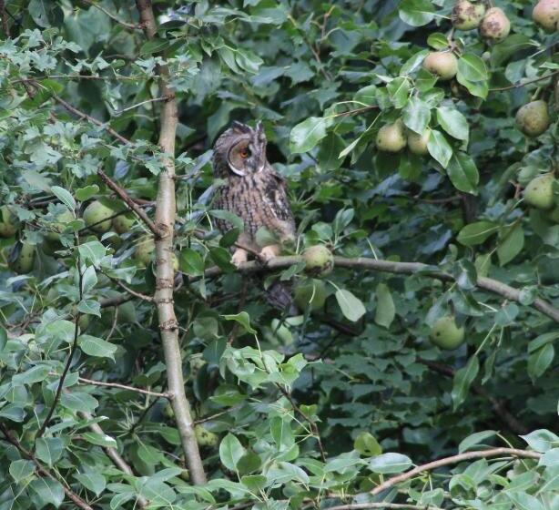 Bed and Breakfast Grytmanshoeve, Vakantiehuis Met Glamping