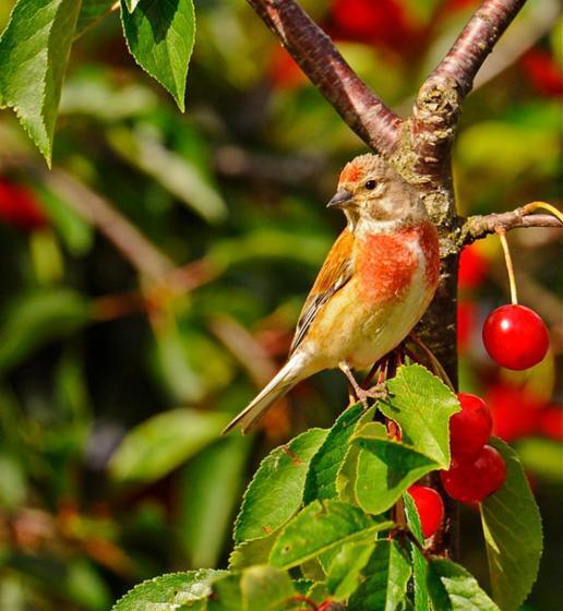 住宿加早餐 Le Verger De La Linotte