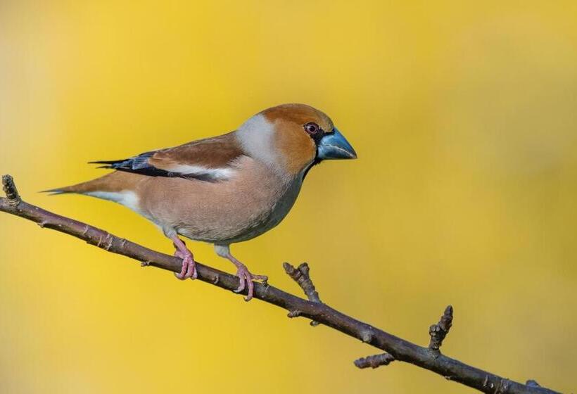 住宿加早餐 Le Verger De La Linotte
